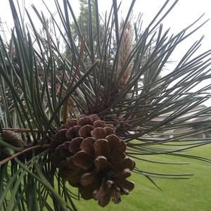 Meet your Posher, Ali